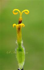  Disc Floret
